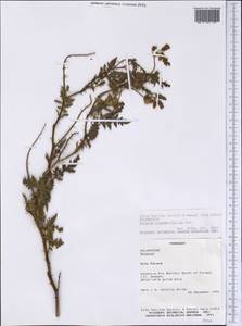 Solanum sisymbriifolium Lam., America (AMER) (Paraguay)