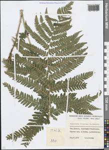 Dryopteris filix-mas (L.) Schott, Caucasus, Stavropol Krai, Karachay-Cherkessia & Kabardino-Balkaria (K1b) (Russia)