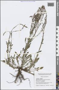 Rumex acetosella L., Eastern Europe, Central forest-and-steppe region (E6) (Russia)