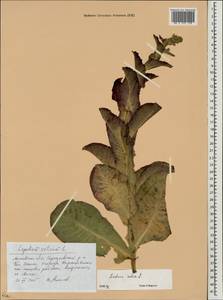 Lactuca sativa L., Eastern Europe, Moscow region (E4a) (Russia)