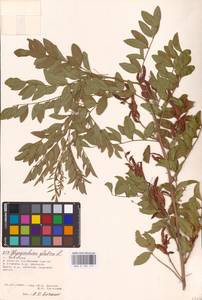 Glycyrrhiza glabra L., Eastern Europe, Lower Volga region (E9) (Russia)