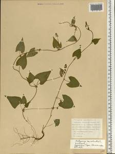 Fallopia convolvulus (L.) Á. Löve, Eastern Europe, Northern region (E1) (Russia)