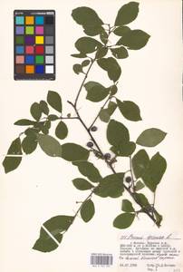 Prunus spinosa L., Eastern Europe, Moscow region (E4a) (Russia)