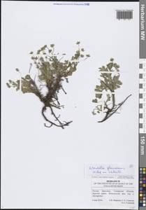 Potentilla cinerea subsp. incana (G.Gaertn., B.Mey. & Scherb.) Asch., Eastern Europe, Middle Volga region (E8) (Russia)