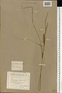 Carex vesicaria L., Eastern Europe, North Ukrainian region (E11) (Ukraine)