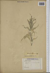 Cynara cardunculus L., Botanic gardens and arboreta (GARD) (Not classified)