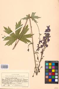 Aconitum septentrionale Koelle, Eastern Europe, Moscow region (E4a) (Russia)