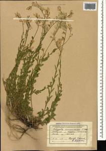 Polygala major Jacq., Caucasus, Abkhazia (K4a) (Abkhazia)