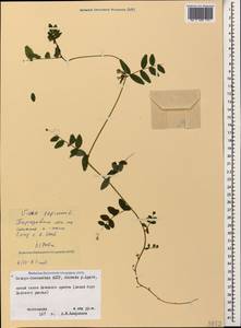 Vicia sepium L., Caucasus, North Ossetia, Ingushetia & Chechnya (K1c) (Russia)