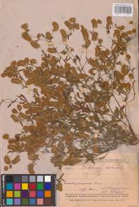 Trifolium arvense L., Eastern Europe, Middle Volga region (E8) (Russia)