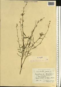 Chondrilla latifolia M. Bieb., Eastern Europe, Rostov Oblast (E12a) (Russia)