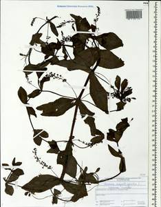 Veronica anagallis-aquatica L., Eastern Europe, Central forest region (E5) (Russia)