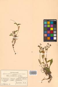 Silene sachalinensis F. Schmidt, Siberia, Russian Far East (S6) (Russia)