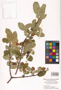 Malus prunifolia (Willd.) Borkh., Eastern Europe, Lower Volga region (E9) (Russia)