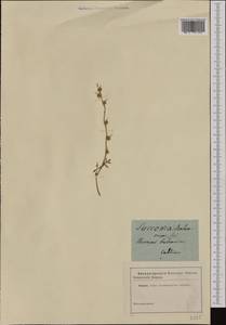 Succowia balearica (L.) Medik., Botanic gardens and arboreta (GARD) (Not classified)