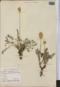 Oxytropis campestris var. gracilis (A.Nelson)Barneby, America (AMER) (Canada)