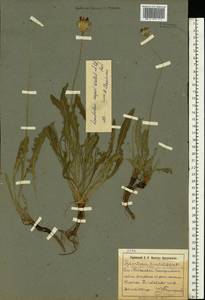 Leontodon biscutellifolius DC., Eastern Europe, South Ukrainian region (E12) (Ukraine)