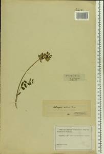 Astragalus norvegicus Weber, Eastern Europe, Northern region (E1) (Russia)