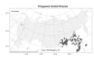 Kitagawia terebinthacea (Fisch. ex Spreng.) Pimenov, Atlas of the Russian Flora (FLORUS) (Russia)