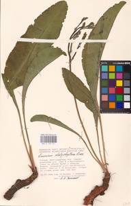 Limonium platyphyllum Lincz., Eastern Europe, Lower Volga region (E9) (Russia)
