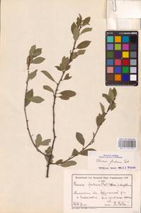 Prunus fruticosa Pall., Eastern Europe, South Ukrainian region (E12) (Ukraine)