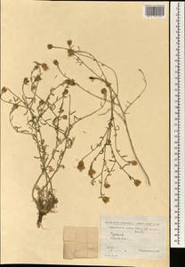 Centaurea ovina Pall. ex Willd., South Asia, South Asia (Asia outside ex-Soviet states and Mongolia) (ASIA) (Turkey)