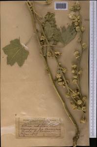 Alcea nudiflora (Lindl.) Boiss., Middle Asia, Dzungarian Alatau & Tarbagatai (M5) (Kazakhstan)