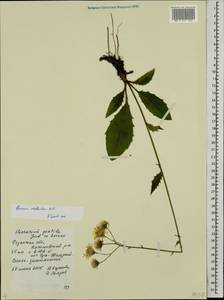 Hieracium subpellucidum (Norrl.) Norrl., Eastern Europe, Central region (E4) (Russia)