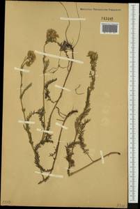 Achillea millefolium L., Siberia, Altai & Sayany Mountains (S2) (Russia)