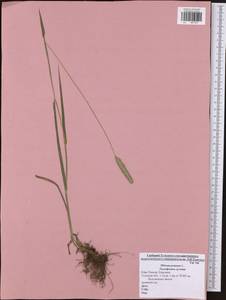 Phleum pratense L., Eastern Europe, Central region (E4) (Russia)
