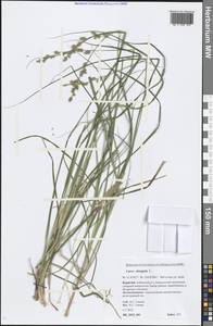 Carex elongata L., Siberia, Baikal & Transbaikal region (S4) (Russia)