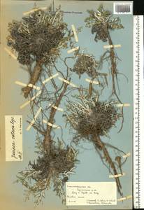 Jurinea cretacea Bunge, Eastern Europe, Lower Volga region (E9) (Russia)