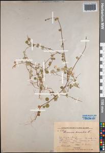 Linnaea borealis L., Siberia, Russian Far East (S6) (Russia)