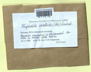 Plagiochila porelloides (Torr. ex Nees) Lindenb., Bryophytes, Bryophytes - Moscow City & Moscow Oblast (B6a) (Russia)