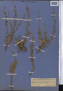 Artemisia persica Boiss., Middle Asia, Pamir & Pamiro-Alai (M2) (Tajikistan)