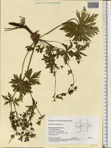 Geranium pratense L., Eastern Europe, Central region (E4) (Russia)