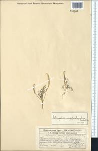 Astragalus campylorhynchus Fischer & C. A. Meyer, Middle Asia, Western Tian Shan & Karatau (M3) (Kazakhstan)