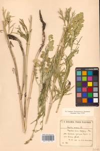 Aconitum coreanum (H.Lév.) Rapaics, Siberia, Russian Far East (S6) (Russia)