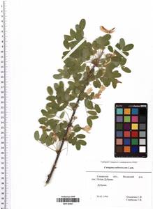Caragana arborescens Lam., Eastern Europe, Middle Volga region (E8) (Russia)
