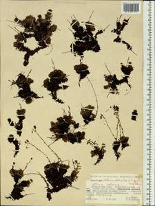 Saxifraga bronchialis subsp. stelleriana (Merk ex Ser.) Malysch., Siberia, Russian Far East (S6) (Russia)