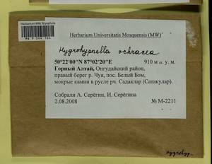 Hygrohypnella ochracea (Turner ex Wilson) Ignatov & Ignatova, Bryophytes, Bryophytes - Western Siberia (including Altai) (B15) (Russia)