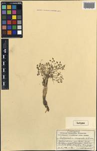 Autumnalia inopinata Pimenov, Middle Asia, Western Tian Shan & Karatau (M3) (Kazakhstan)