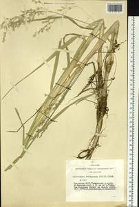 Scolochloa festucacea (Willd.) Link, Siberia, Altai & Sayany Mountains (S2) (Russia)