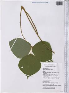 Pueraria montana var. lobata (Willd.)Sanjappa & Pradeep, America (AMER) (United States)