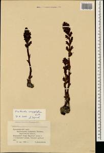 Orobanche caryophyllacea Sm., Caucasus, Black Sea Shore (from Novorossiysk to Adler) (K3) (Russia)