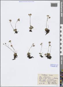 Micranthes merkii subsp. merkii, Siberia, Chukotka & Kamchatka (S7) (Russia)