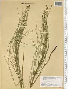 Equisetum palustre L., Siberia, Baikal & Transbaikal region (S4) (Russia)