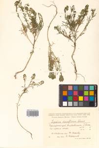 Lepidium densiflorum Schrad., Siberia, Russian Far East (S6) (Russia)