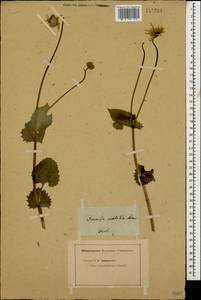 Doronicum orientale Hoffm., Caucasus (no precise locality) (K0)
