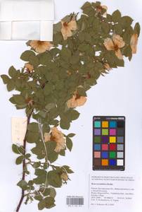 Rosa corymbifera Borkh., Eastern Europe, Central forest-and-steppe region (E6) (Russia)